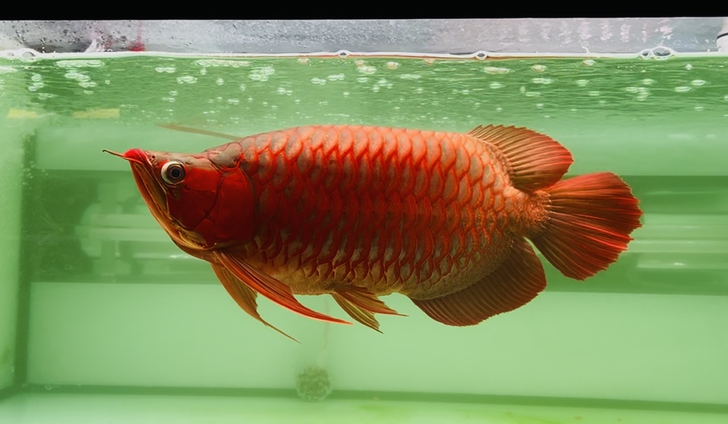 Perawatan Akuarium