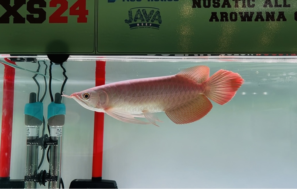 Perawatan Akuarium