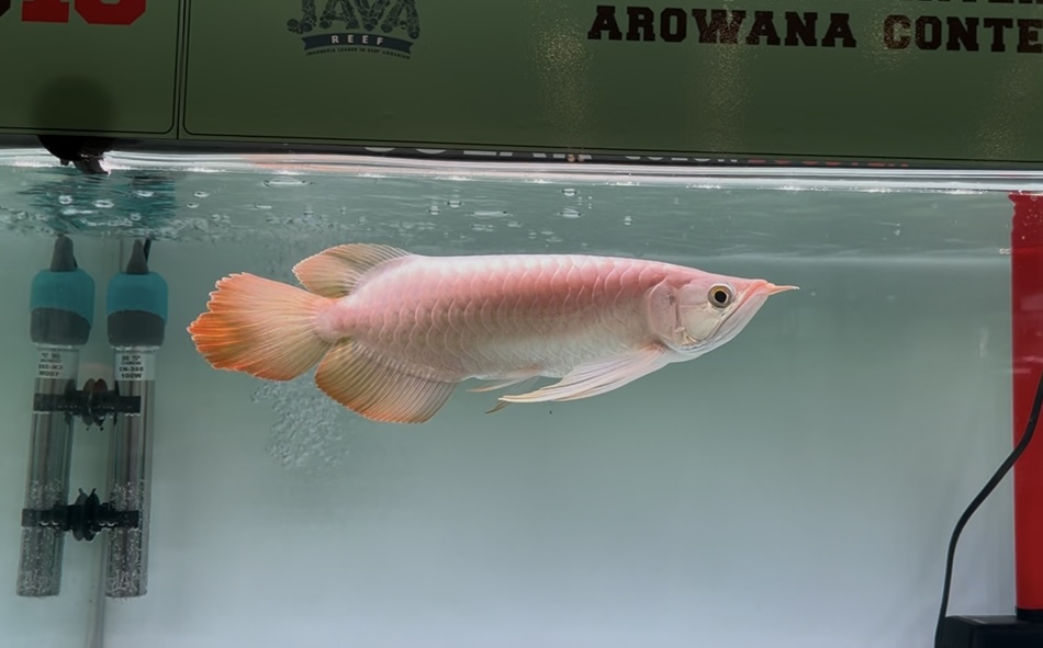 Transformasi Akuarium